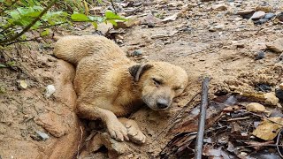 Cold Ditch: Fading Eyes Into the Darkness as the Dog Collapsed After Desperate Cries.