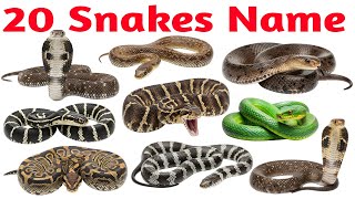 Snake Names for Kids | Learn 20 Types of Snakes in English | Preschool & Toddler Learning Video