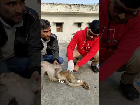 इस बंदरिया के पेट में न जाने कितने दिन से मरा हुआ बच्चा फंसा हुआ था संपर्क 9045773717