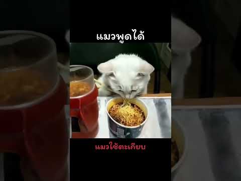 แมวใช้ตะเกียบ #แมวพูดได้ (โปรดรับชมเพื่อความบันเทิง)