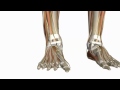 Intrinsic Muscles and Nerves of the Foot