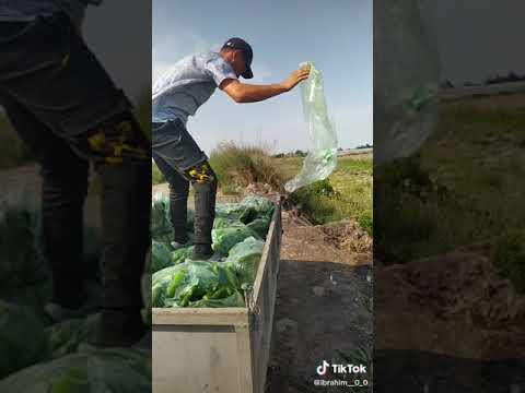 ТАЖИКТЕР БАНКРОТ БОЛУШТУБУ? АЗЫКТАРЫ ЫРГЫТЫЛЫП ЖАТАТ😱