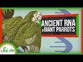 Giant Parrots and RNA Discoveries