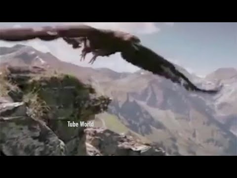 Eagle Attacks A Mountain Goat Unexpected Ending