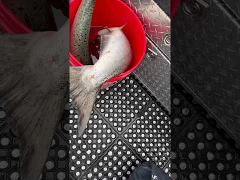 She Said What at the End! 🤣🤣