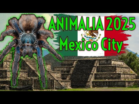 I Went To An EXOTIC PET EXPO in Mexico - Animialia CDMX 2025!
