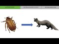 Forest Food Chains and Animal Diets