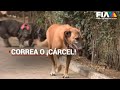Reglas y Multas para Mascotas