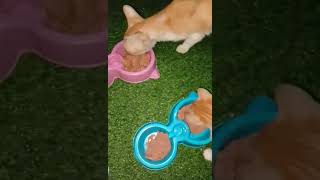 #shorts #feedingcats #howifeedmycats #cats #catlover