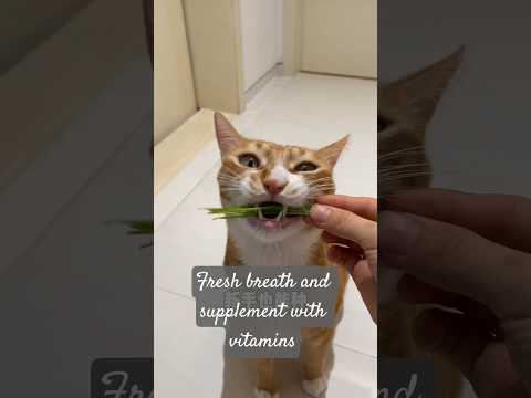 The furry children at home can eat cat grass, but they should try to eat fresh cat grass#shots #cat