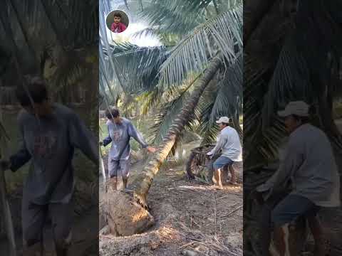 মেশিন ছাড়াই ১ টন গাছ কীভাবে সরাল! 😲🌴😱~mini wood toywood working arr #shorts #ytshorts #newyoutuber