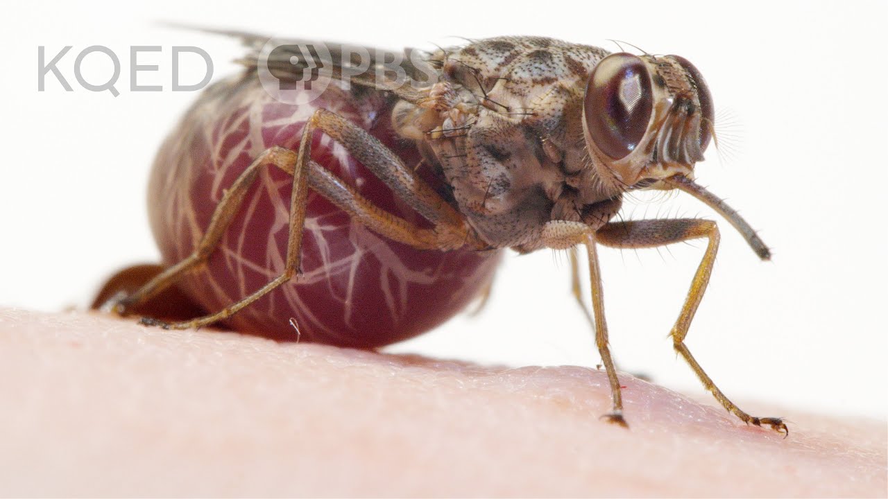 A Tsetse Fly Births One Enormous Milk-Fed Baby