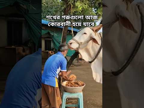 আজকে ওদের শেষ দিন 😭 | গরুর ভাইরাল ভিডিও | কোরবানির গরু | #shorts #cow #mainpigeonloft