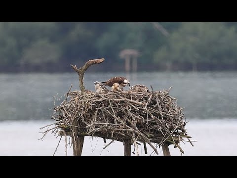 YouTube video thumbnail: Marais d'Orx: a Wetland With a Rich History, Diverse Nature and Birds of Prey