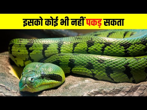 Top 10 Interesting Facts about Wild Animals | जंगली जानवरों के बीच कुछ खास बातें #facts #factomedia