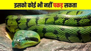 Top 10 Interesting Facts about Wild Animals | जंगली जानवरों के बीच कुछ खास बातें #facts #factomedia
