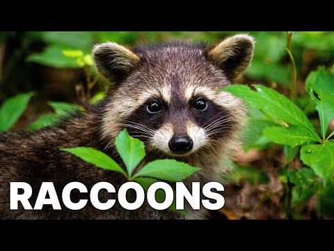 Raccoons - The New Europeans | Animal Documentary