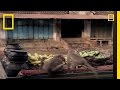 Macaques in Southern India