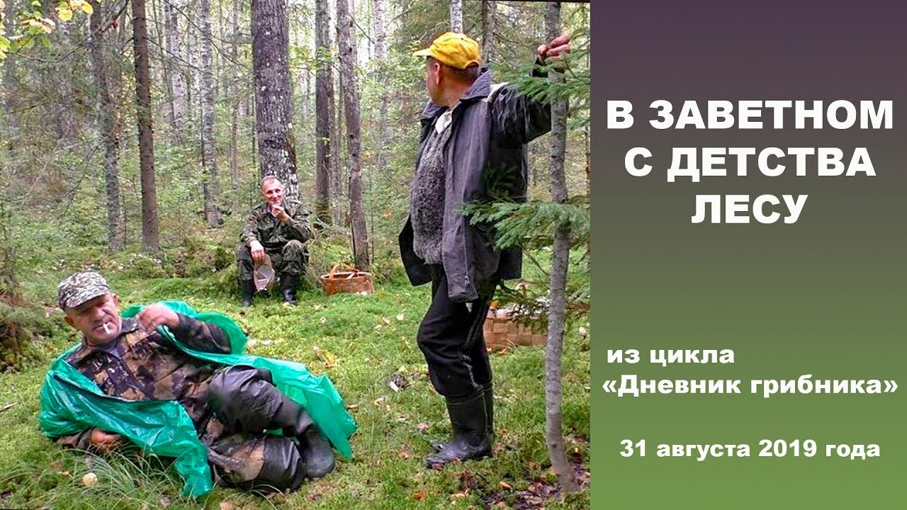 В заветном с детства лесу. 31 августа 2019 года!
