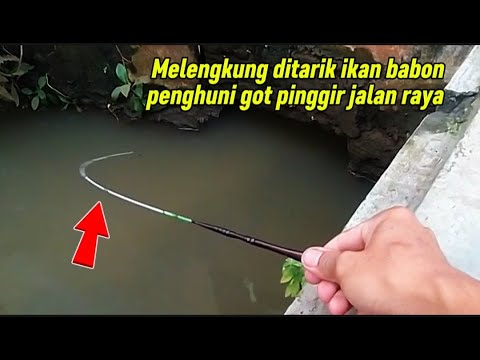 Asli bikin betah ini mah ‼️ Got pinggir jalan ini jadi sarang ikan wader