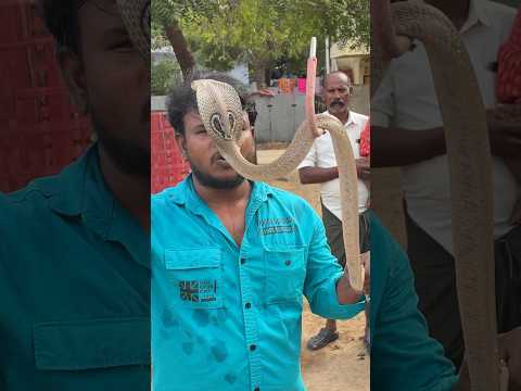 Indian cobra snake rescue #youtubetrending #youtubeshortvideo #youtubeviralvideo