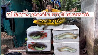 വിമാനം കേറി വന്ന മീനുകളുടെ പെട്ടി പൊട്ടിക്കൽ...😍 | unboxing monster fishes | monster fishes sale