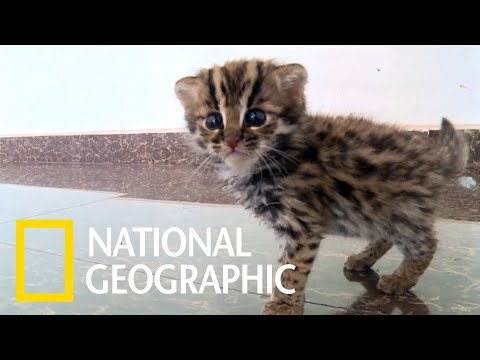 這不是家貓，而是隻可愛的豹貓（石虎）寶寶！《國家地理》雜誌 - YouTube(1:11
