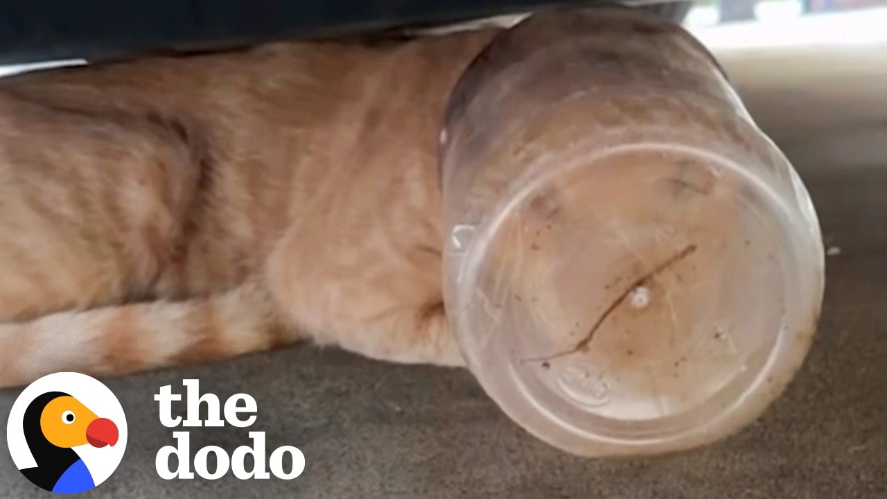 Cat Somehow Survives 5 Days Without Water With Jar On His Head - The Dodo