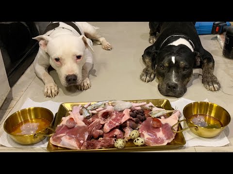 O&n The Pit Bulls eat 🍖RAW FOOD หมากินดิบ [ASMR]MUKBANG[咀嚼音] อาหารสุนัขที่ดีที่สุด EP.081 of 2024