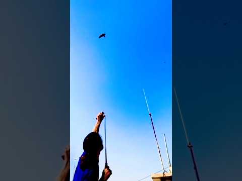 Eagle 🦅 action video #newsong #punjabi #song #music #punjabisong