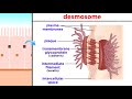 Understanding Human Tissues