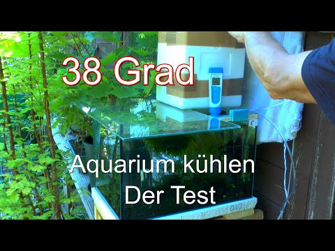 Aquarium Draußen in der Hitze. Outdoor Aquarium für Garnelen. Was hilft bei zu warmen Wasser