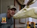 Deer Taxidermy Process and Techniques