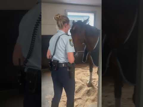 A perfect moment horse and police woman! #shorts