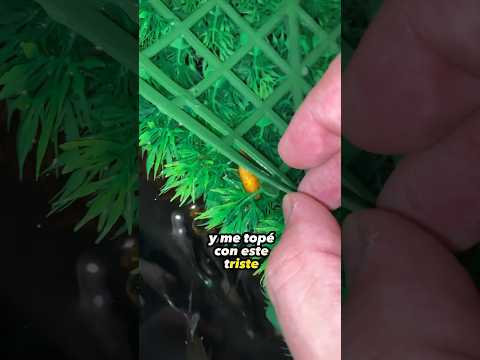 Molly Balón CIEGA ¡Atorada! ¿Sobrevivirá?🐡🥹 #aquarium #guppy #snail #fish #peces #bettafish #pez