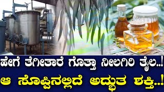 ಹೇಗೆ ತೆಗೀತಾರೆ ಗೊತ್ತಾ ನೀಲಗಿರಿ ತೈಲ..! ಆ ಸೊಪ್ಪಿನಲ್ಲಿದೆ ಅದ್ಭುತ ಶಕ್ತಿ..!
