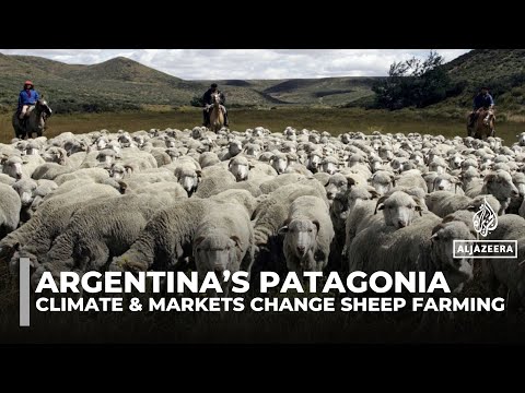 YouTube video thumbnail: Argentina’s Patagonia Sees Sharp Fall in Sheep Farms Amid Tough Times