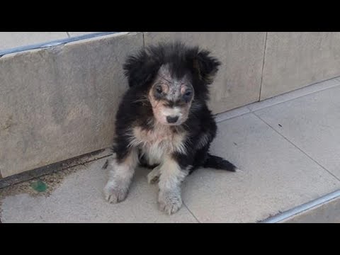 She was left alone at a supermarket doorstep, sadness eyes pleading but hundred passerby no one help