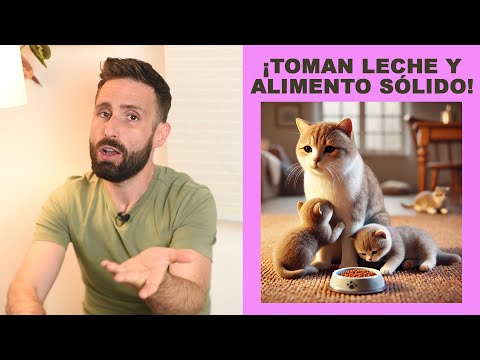 ¿Es malo que un gatito coma sólido y aún tome leche de su madre?