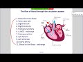 Cardiac Output and Heart Function