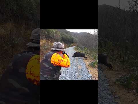 Снимок дикого кабана с пятифутового забора#chase#hunting#challenge#