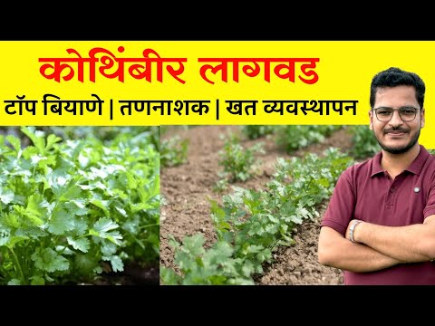 कोथिंबीर लागवड माहिती | kothimbir lagavd purn mahiti | March April madhye Kothimbir lagavd