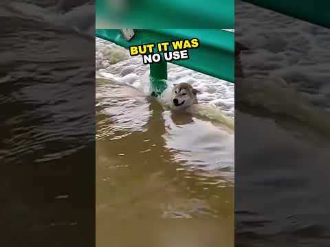 Dog rescued from flood by security guard ?