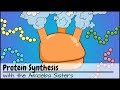 Exploring the Steps of Protein Synthesis
