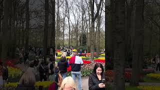 Койкенхоф #keukenhof #niederländisch #flowers #2026