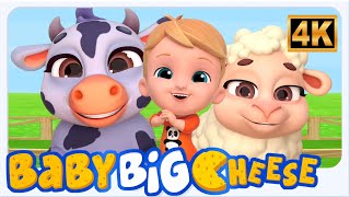 Old Macdonald Had A Farm, Johny Johny Yes Papa + More Hindi Songs for Kids
