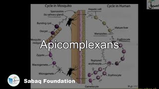 Apicomplexans