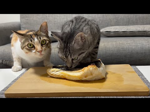 猫に巨大魚を料理してあげたらまさかの結果に…