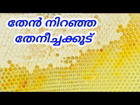 തേനീച്ച കൂടുകളിൽ ഇപ്പോൾ തേൻ നിറഞ്ഞു || Beekeeping || തേനീച്ച വളർത്തൽ