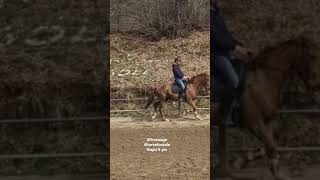 dressage horse 6yrs for sale